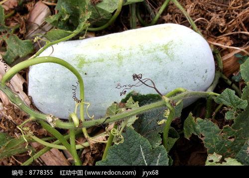 大冬瓜在线观看,在线观看，笑料横生的奇幻冒险之旅